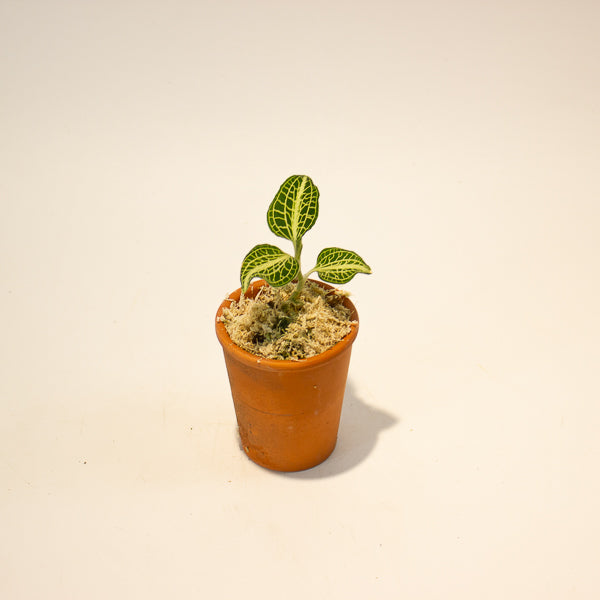 Jewel Orchid Anoectochilus Sapphire - Terracotta 7cm H15cm