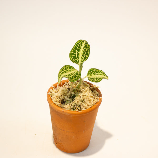 Jewel Orchid Anoectochilus Sapphire - Terracotta 7cm H15cm