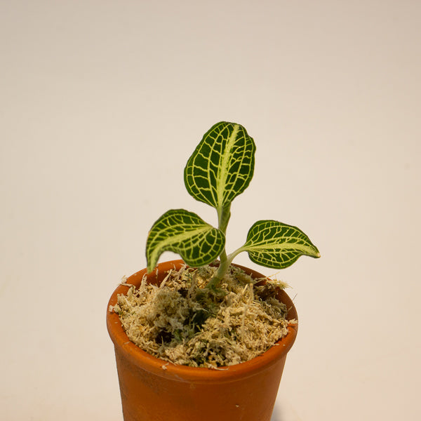Jewel Orchid Anoectochilus Sapphire - Terracotta 7cm H15cm