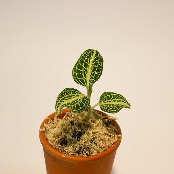 Jewel Orchid Anoectochilus Sapphire - Terracotta 7cm H15cm