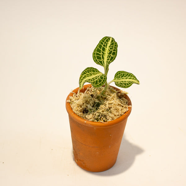Jewel Orchid Anoectochilus Sapphire - Terracotta 7cm H15cm
