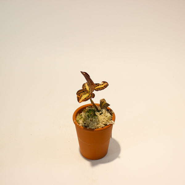 Jewel Orchid Anoectochilus Sunstone - Terracotta 7cm H15cm