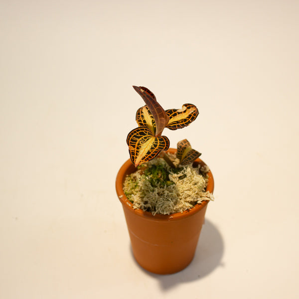 Jewel Orchid Anoectochilus Sunstone - Terracotta 7cm H15cm