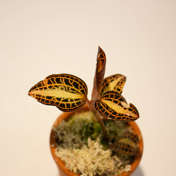 Jewel Orchid Anoectochilus Sunstone - Terracotta 7cm H15cm