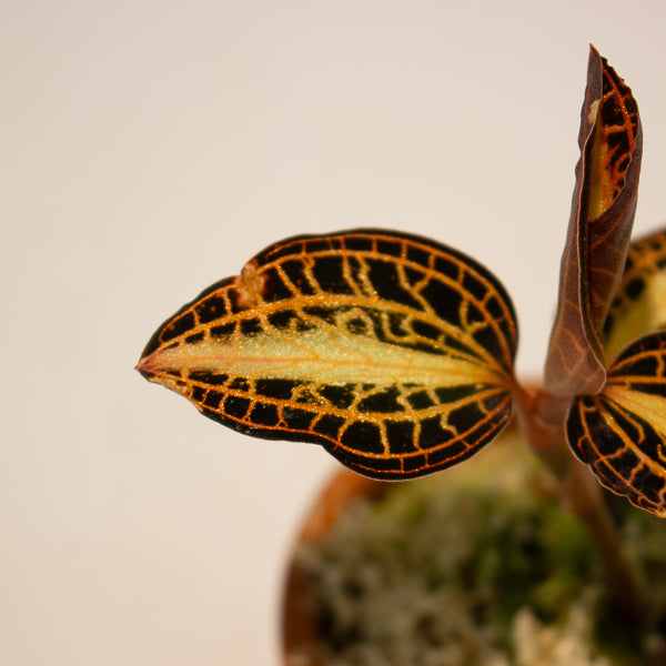 Jewel Orchid Anoectochilus Sunstone - Terracotta 7cm H15cm
