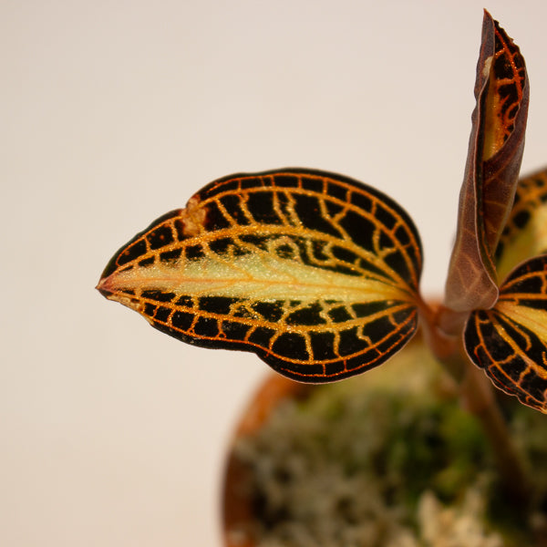 Jewel Orchid Anoectochilus Sunstone - Terracotta 7cm H15cm