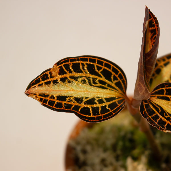 Jewel Orchid Anoectochilus Sunstone - Terracotta 7cm H15cm