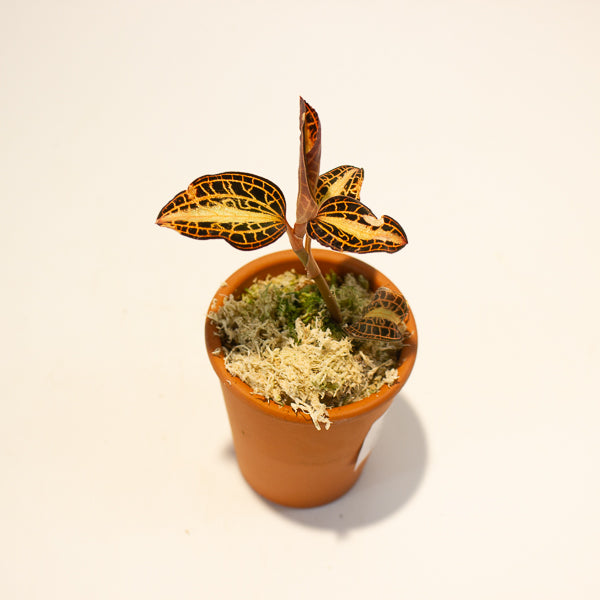 Jewel Orchid Anoectochilus Sunstone - Terracotta 7cm H15cm