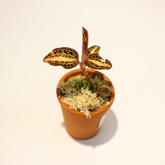 Jewel Orchid Anoectochilus Sunstone - Terracotta 7cm H15cm