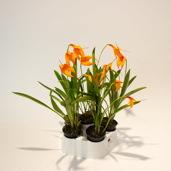 Masdevallia orange flower 6cm H20cm