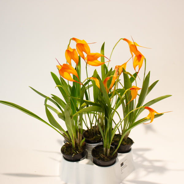 Masdevallia orange flower 6cm H20cm