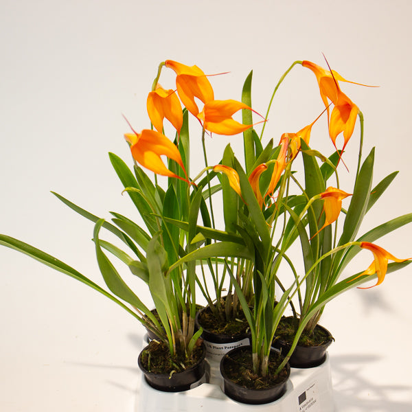 Masdevallia orange flower 6cm H20cm