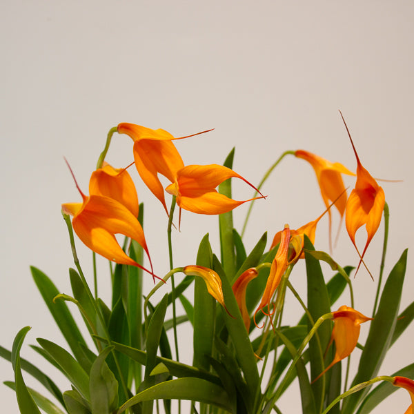 Masdevallia orange flower 6cm H20cm