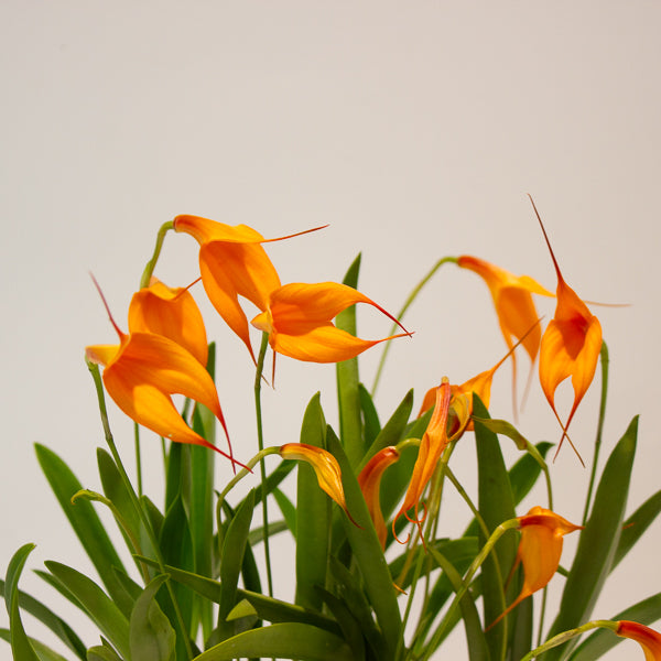 Masdevallia orange flower 6cm H20cm