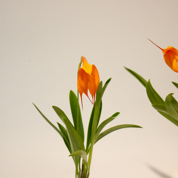 Masdevallia orange flower 6cm H20cm