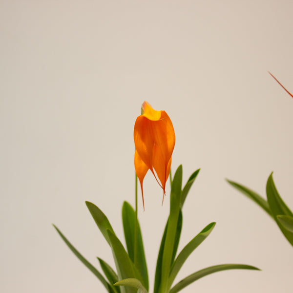 Masdevallia orange flower 6cm H20cm