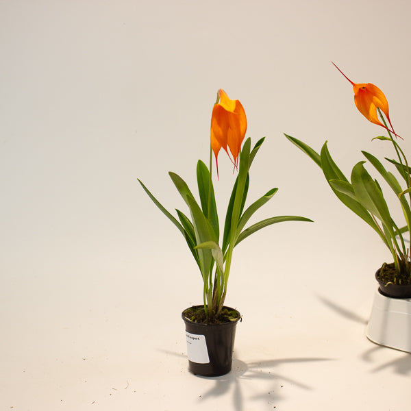 Masdevallia orange flower 6cm H20cm