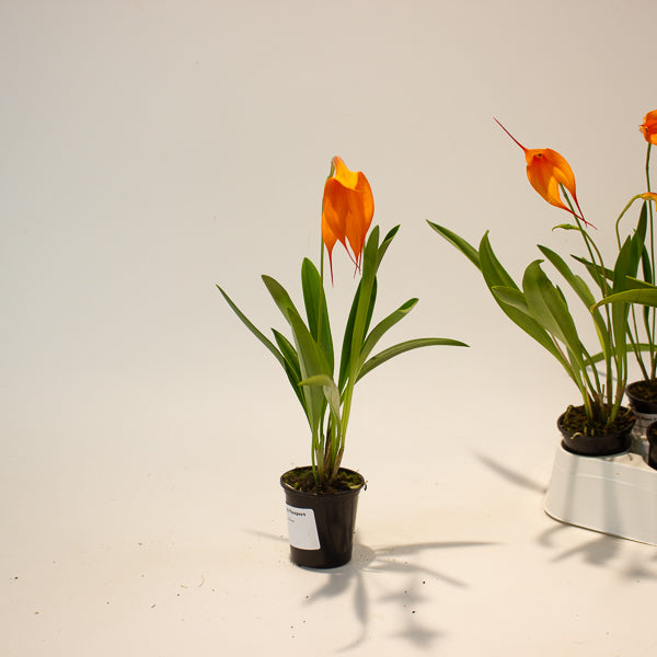 Masdevallia orange flower 6cm H20cm