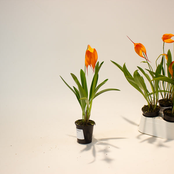Masdevallia orange flower 6cm H20cm