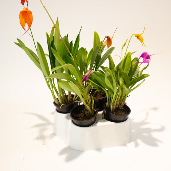 Masdevallia mix - Choose One from our selection 6cm H25cm