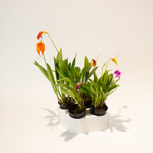 Masdevallia mix - Choose One from our selection 6cm H25cm