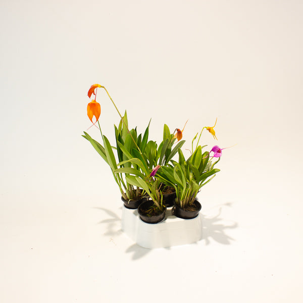 Masdevallia mix - Choose One from our selection 6cm H25cm
