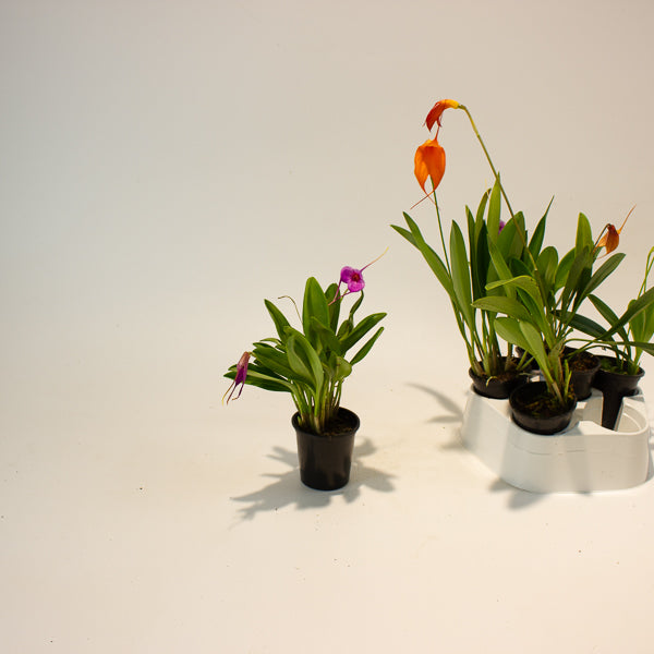 Masdevallia mix - Choose One from our selection 6cm H25cm