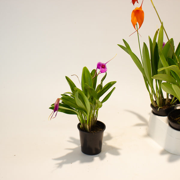 Masdevallia mix - Choose One from our selection 6cm H25cm