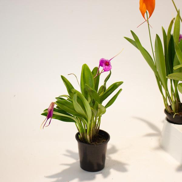 Masdevallia mix - Choose One from our selection 6cm H25cm
