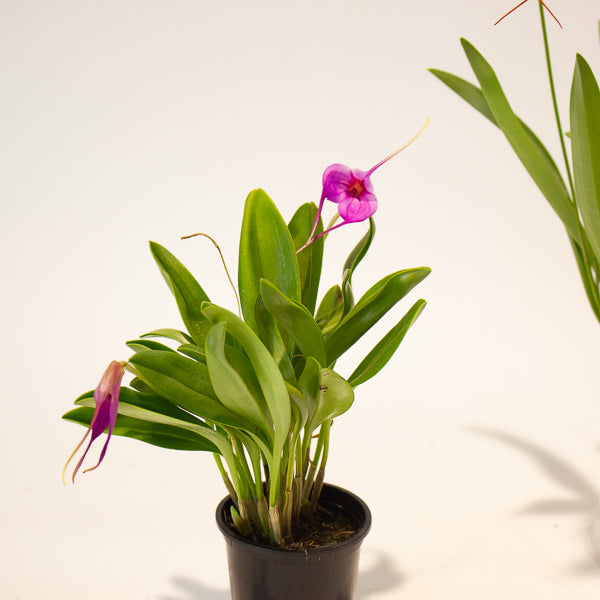 Masdevallia mix - Choose One from our selection 6cm H25cm