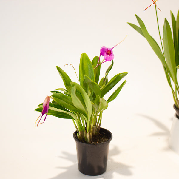 Masdevallia mix - Choose One from our selection 6cm H25cm