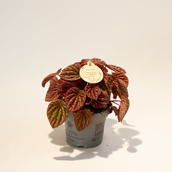 Peperomia caperata Quito 11cm H18cm