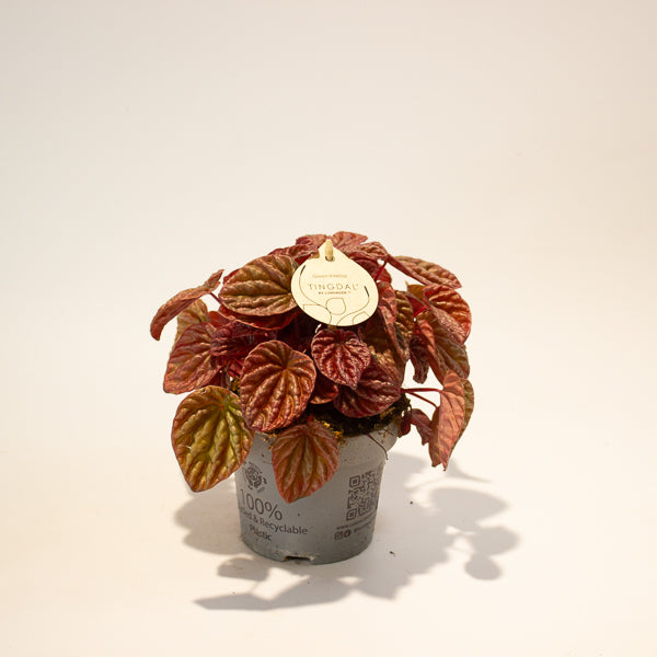 Peperomia caperata Quito 11cm H18cm