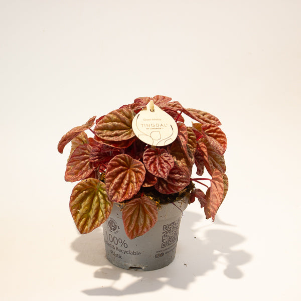 Peperomia caperata Quito 11cm H18cm
