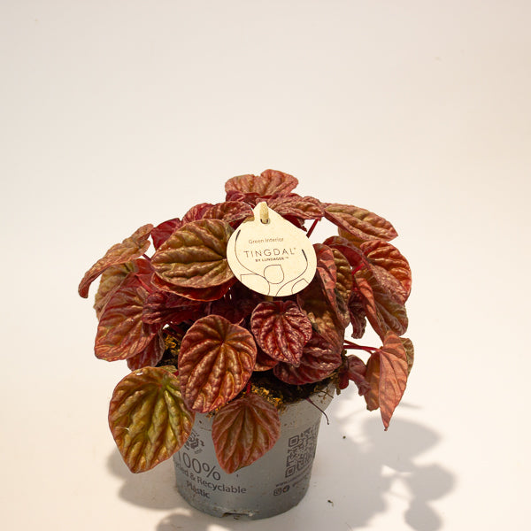 Peperomia caperata Quito 11cm H18cm