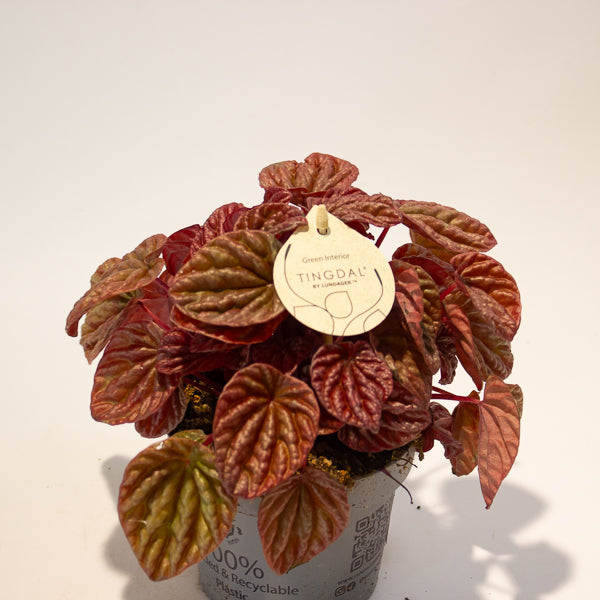 Peperomia caperata Quito 11cm H18cm