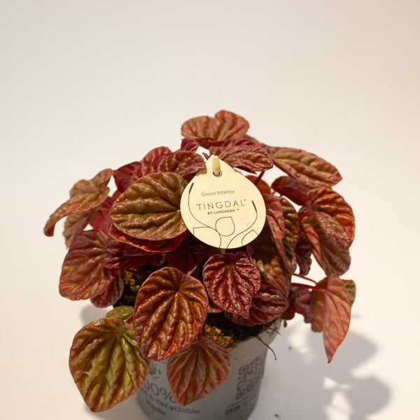 Peperomia caperata Quito 11cm H18cm