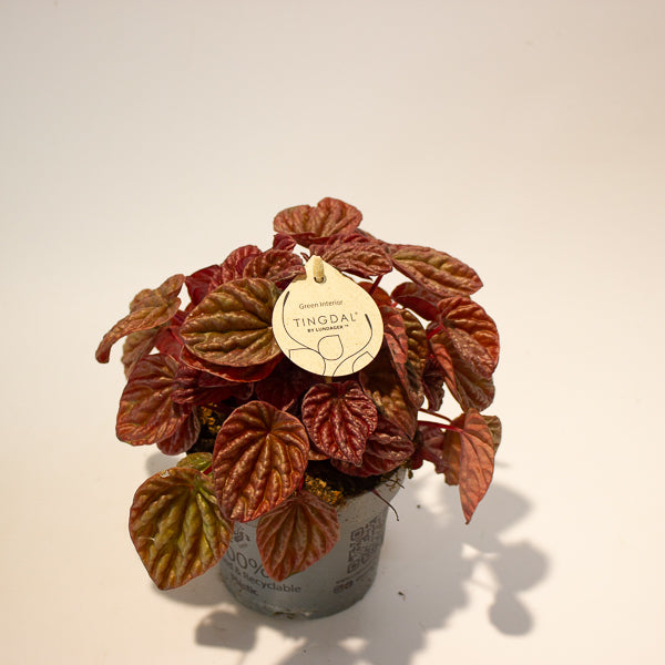 Peperomia caperata Quito 11cm H18cm