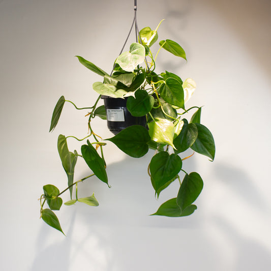 Philodendron scandens 15cm H40cm