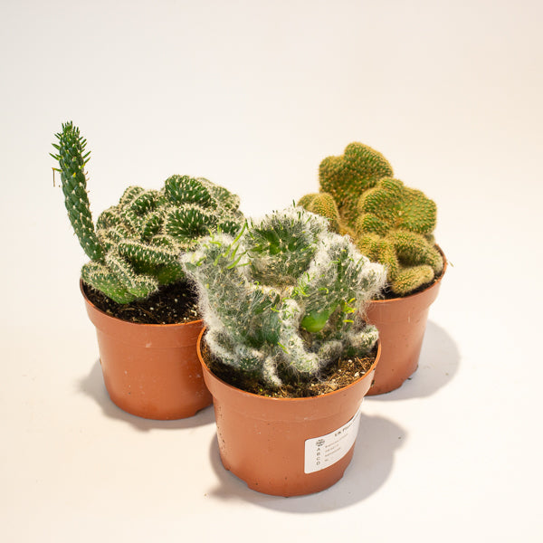 Euphorbia Cristata - Choose One from our selection 12cm H20cm