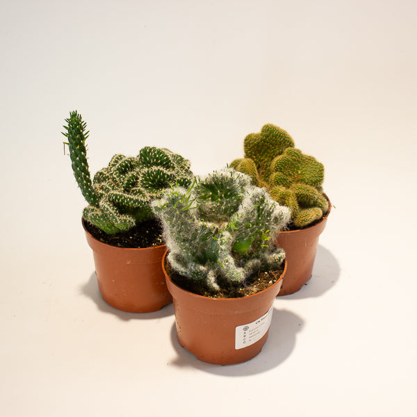Euphorbia Cristata - Choose One from our selection 12cm H20cm