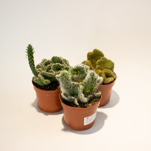 Euphorbia Cristata - Choose One from our selection 12cm H20cm