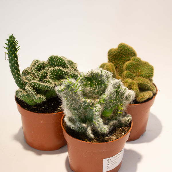 Euphorbia Cristata - Choose One from our selection 12cm H20cm