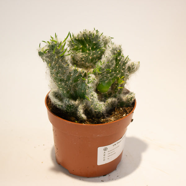 Euphorbia Cristata - Choose One from our selection 12cm H20cm
