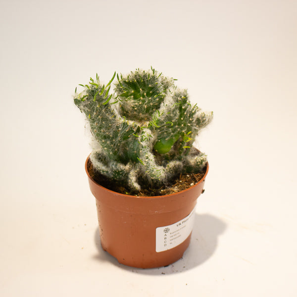 Euphorbia Cristata - Choose One from our selection 12cm H20cm