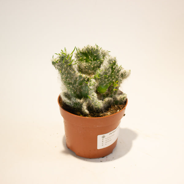 Euphorbia Cristata - Choose One from our selection 12cm H20cm