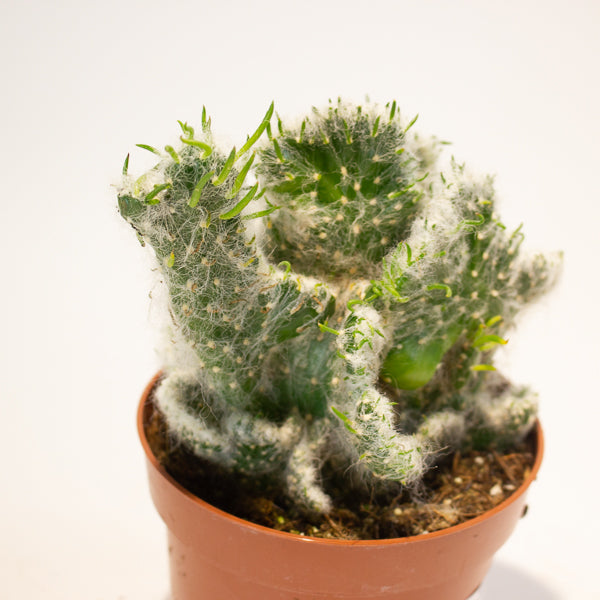 Euphorbia Cristata - Choose One from our selection 12cm H20cm