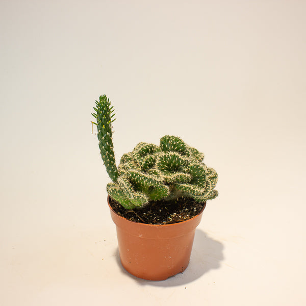 Euphorbia Cristata - Choose One from our selection 12cm H20cm