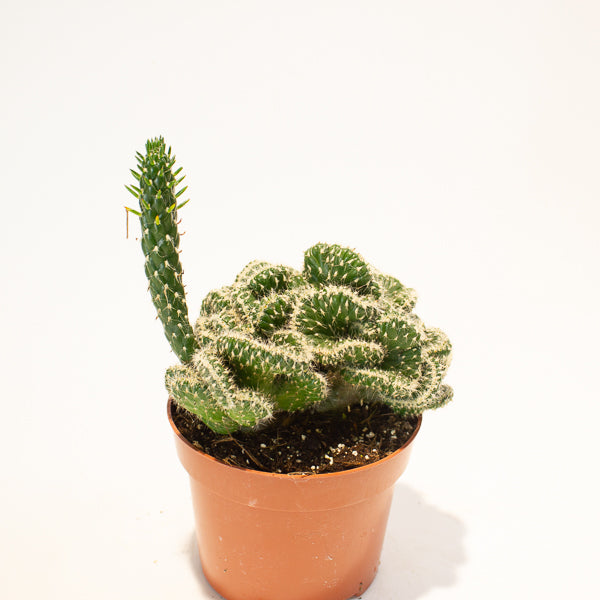 Euphorbia Cristata - Choose One from our selection 12cm H20cm