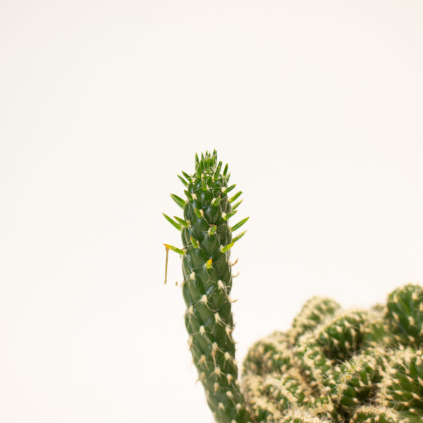 Euphorbia Cristata - Choose One from our selection 12cm H20cm